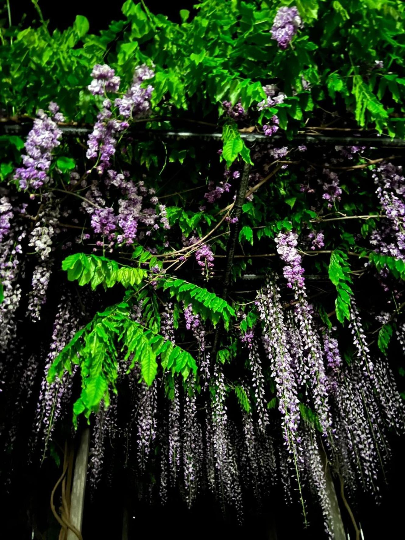 ホテル ペンション蘭峰 富士河口湖町 エクステリア 写真
